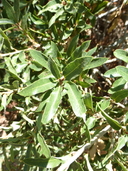 Quercus sebifera