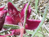Krameria lanceolata