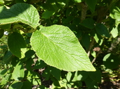 Viburnum cotinifolium