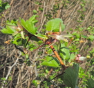 Ribes californicum var. californicum;