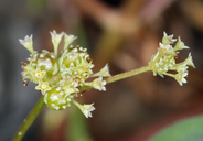 Sanicula tuberosa