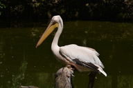 Pelecanus onocrotalus