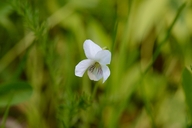 Viola macloskeyi