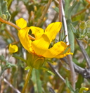 Leptosyne californica