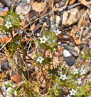 Navarretia hamata ssp. parviloba