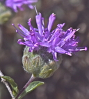 Monardella undulata ssp. undulata