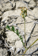 Astragalus didymocarpus var. didymocarpus