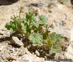 Phacelia rotundifolia