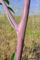 Brassica nigra
