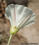 Calystegia macrostegia