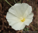 Calystegia macrostegia