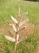 Lupinus bicolor