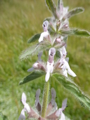 Stachys ajugoides