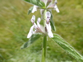 Stachys ajugoides