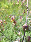 Thalictrum fendleri var. polycarpum