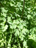 Thalictrum fendleri var. polycarpum