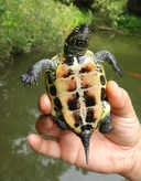 Reeves' Turtle