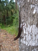 Anolis sagrei