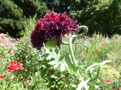 Papaver somniferum