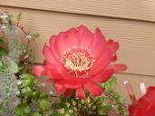 Lobivia mamillosa
