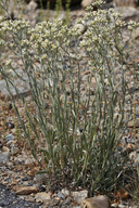 Small-headed Cudweed