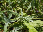 Salvia pomifera ssp. pomifera