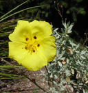 Halimium halimifolium ssp. halimifolium