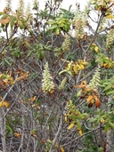 Aesculus parryi