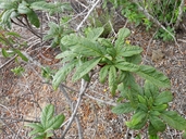 Aesculus parryi