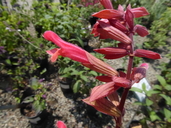 Salvia x hybrida