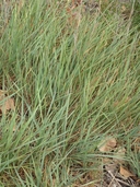 Elymus triticoides