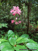 Clintonia andrewsiana