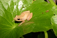 Eleutherodactylus coqui