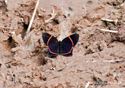 Lysippus Metalmark Butterfly