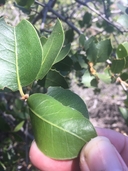 Quercus wislizenii