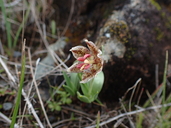 Fritillaria purdyi