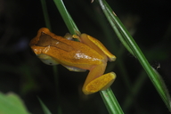 Dendropsophus triangulum