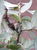 Salix paradoxa