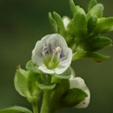 Veronica serpyllifolia ssp. serpyllifolia