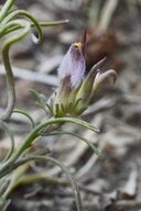 Cordylanthus eremicus ssp. kernensis