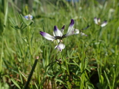 Astragalus claranus