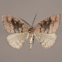Drepanulatrix foeminaria