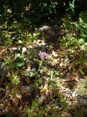 Photo of Allium peninsulare var. franciscanum