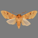 Lophocampa maculata
