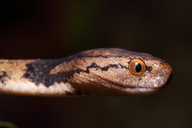 Hampton's Slug Snake