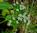 Valeriana occidentalis