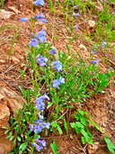 Penstemon humilis ssp. humilis