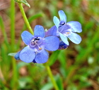 Penstemon humilis ssp. humilis