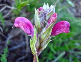 Pedicularis cystopteridifolia