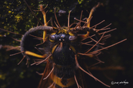 Ophiocordyceps humbertii